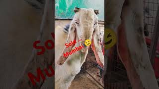 BACK WITH A BANG ❤️‍🔥 , #PathanFarmHouse .. IS BACK ON YOUTUBE... CONTACT FOR QUALITY GOATS .. 😇