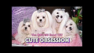 TWEETY OBSESSION: Cute Maltese Tweety's Twisting and Tilting Obsession 말티즈 Tweety my Therapy Dog!