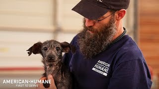 Caring for dogs caught in a horrible cruelty situation