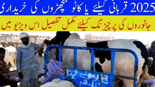 2025 Qurbani k liay Bachron ki Purchasing || Ablk nukry ya Sahiwal cross || Bachra Farming