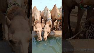 الإبل الصغيرة تشرب الماء في خزان المياه #ytshorts #drinkingwater #waterplace #camellove #camelfarm