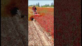 The Chinese have beautiful techniques for cutting pepper trees and collecting pepper from the land.