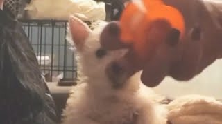 Как правильно подвязать ушки #вестики #ушки #ушкищенка #westie