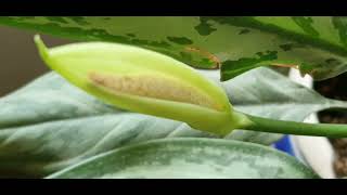 My Flowering Chinese Evergreen Plant /Aglaonema Crispum