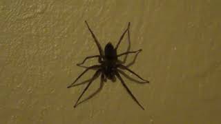 Huge Spider Slides Down My Wall