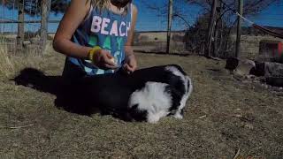 Violet - 5 Week Old Sheepadoodle Puppy - 2022