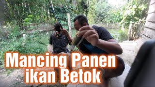 mancing betok