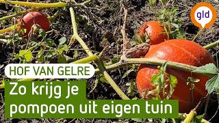 🎃 Zo krijg je in oktober heerlijke pompoenen uit eigen tuin