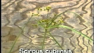 How to identify Bur reed Burhead sedge Scirpus cubensis