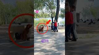 Smart Kids Use Toy Truck to Feed a Protective Mama Dog #shorts