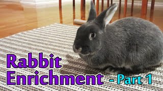 Enrichment Ideas for Rabbits - Part 1 - Intro