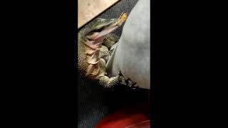 Monitor Lizard - Feeding & Trust Building