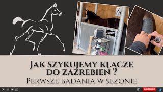 Jak szykujemy klacze do zaźrebień? Pierwsze badania USG