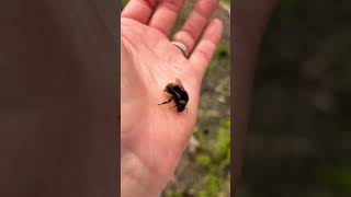 Sweet Bumblebee removing pollen