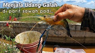 Menjala udang galah di parit sawah.