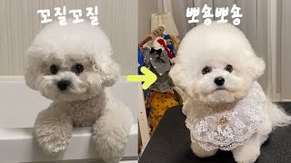 [ 비숑목욕 | 미니비숑 ] 강아지 목욕 전후 dog bath