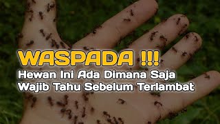 Dianggap Predator ⁉️ inilah Fakta Semut yang jarang diketahui