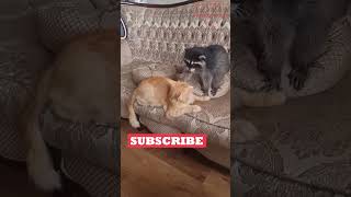 Funny Animals Videos 🤣 | Ep. 602 #shorts #viral #funny