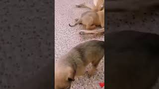 The mother gives milk to her puppies 🐕💓🐶