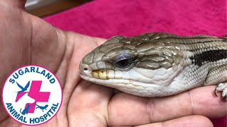 Blue tongue lizard care with Bundaberg reptile and exotics Vet Dr Mike