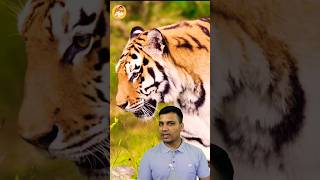 Tigers Population in India? #shorts #facts #tiger #india #amazingfacts #gk #info  #youtubeshorts