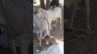 Two Cow Baby #shortvideo #shortfeed #cowvideos #cowbaby