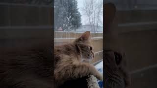 Snow is back again - #youtubeshorts #cat #shorts