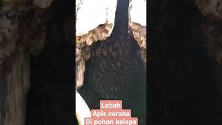 SARANG LEBAH APIS CERANA DI POHON KELAPA#SARANGTAWON#shorts