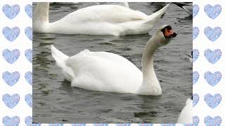 🇺🇦, Big Odessa - Wintering of swans at the Ferry  (Зимовка лебедей на Переправе)