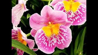 ОРХИДЕЯ  МИЛЬТОНИЯ   /   ORHIDEA  MILTONIA