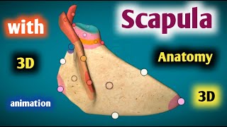 scapula bone anatomy 3d | surfaces | borders | angles | joints