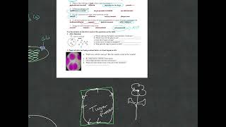 Test review answers cell transport and neurons