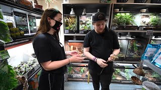 Could this be the best reptile shop in the uk?! (Reptasia Basingstoke)