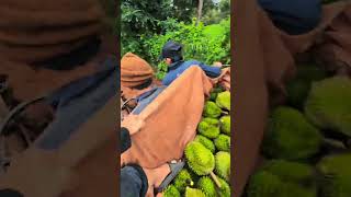 đăk lăk năm nay bất ổn quá ae ơiiii  #durian   #durianfruit #fruitcutting #fruit #saurieng