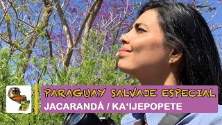 Paraguay Salvaje Especial: Jacarandá