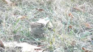 White-throated Sparrow