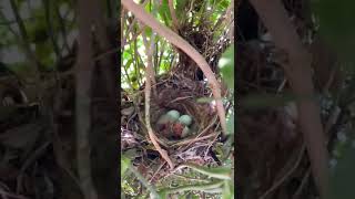 Cute baby birds hatching at The Miz's house Miz's  daughters Monroe & Madison watching #wwe #themiz