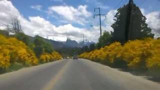 Bariloche-Av.Bustillo en Noviembre-Retamas florecidas