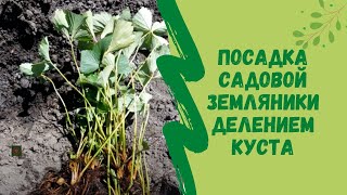 Посадка садовой земляники делением куста