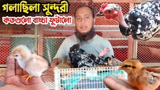 গলাছিলা সুন্দরী শীতে কতগুলো বাচ্চা ফুটালো || কুঁচে মুরগি || Nur Bhai