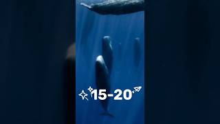 why whale was sleeping in vertical position and why whale sleep only 50 to 20 minutes