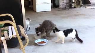 Un mapache le roba la comida a unos gatitos