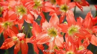 Flowers season || ផ្កាផ្គរលាន់