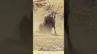 Innocent Oryx Trapped By Lion #lion #shorts #wildanimals #animals #oryx