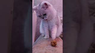 My cat #youtubeshorts #cats #catlover #catslover #pets