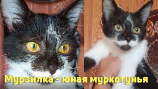 Посмотрите на это ЧУДО!!! Ну разве не Прелесть? Ищем Дом Маленькой Кошке МУРЗИЛКЕ!!!