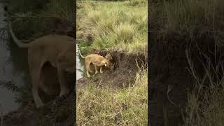 Lioness rescuing her two Cubs