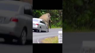 SO NAUGHTY 😂 trying to ruin the car   #shorts #animals #funnyanimals #adorable #funny #elephant