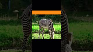 Zebra | Funny Zebra Sound Animals #shorts #wildlife #zebra