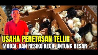 Usaha Penetasan Telur Skala Rumahan, Modal dan Resiko Kecil Tapi Keuntungannya Paling Besar